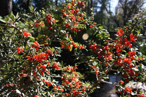 Gallery photos for Deer-Smart Color Foundation in the North Georgia Mountains: Image #1