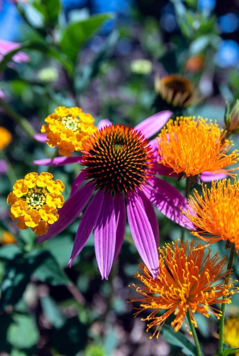 Bring Your Yard to Life with Pollinator-Safe, Deer-Resistant Plants image